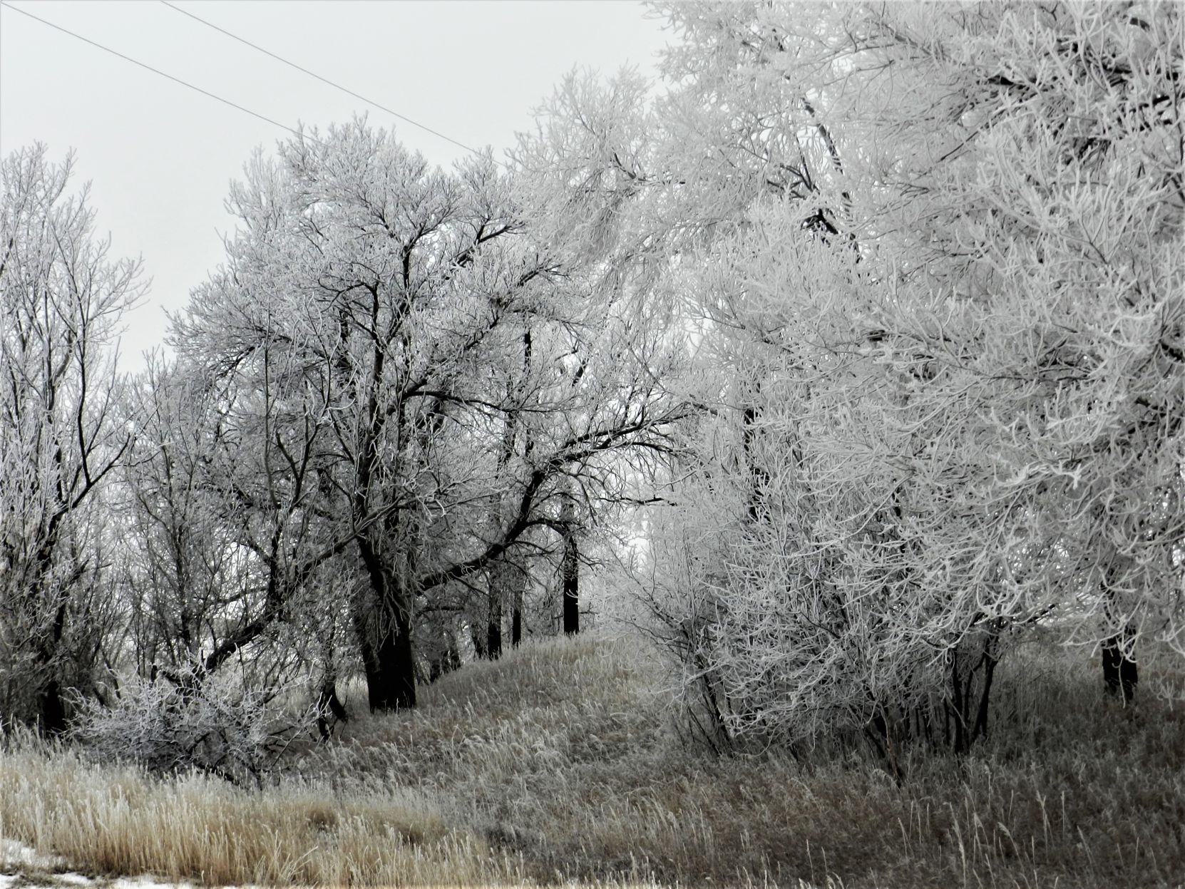 Frosty morning